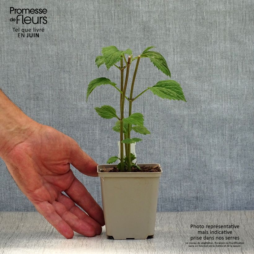 Spécimen de Eupatorium  hybride Lucky Melody - Eupatoire Godet de 8/9 cm tel que livré en été