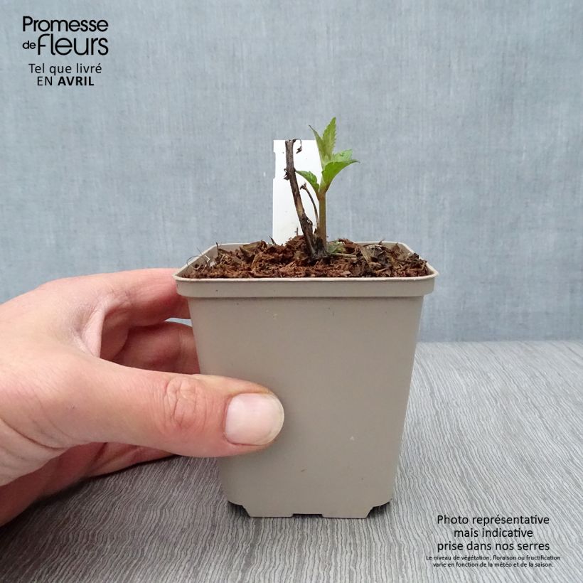 Spécimen de Eupatorium  hybride Lucky Melody - Eupatoire Godet de 9cm tel que livré au printemps