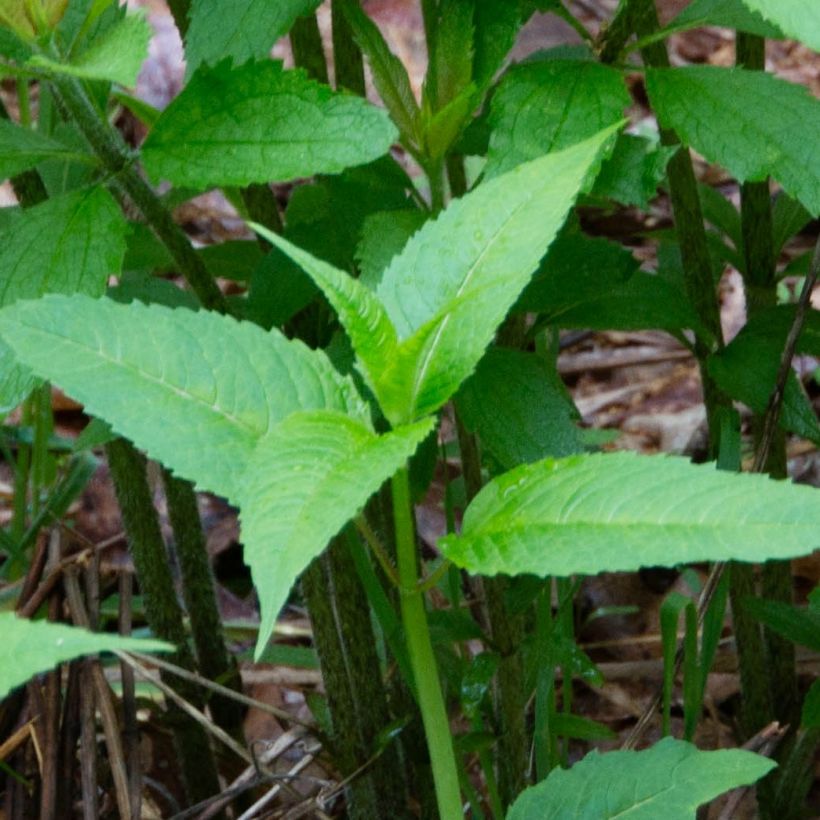 Eupatorium maculatum, Eupatoire (Feuillage)