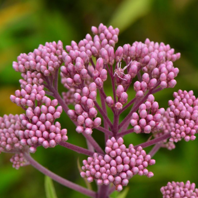 Eupatorium maculatum, Eupatoire (Floraison)