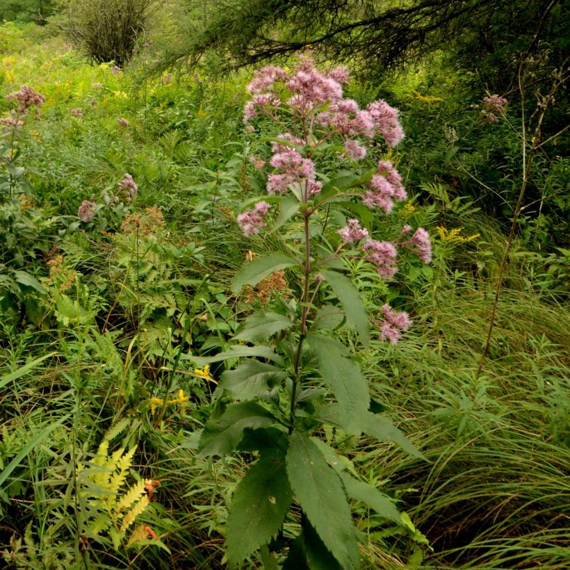 Eupatorium maculatum, Eupatoire (Port)