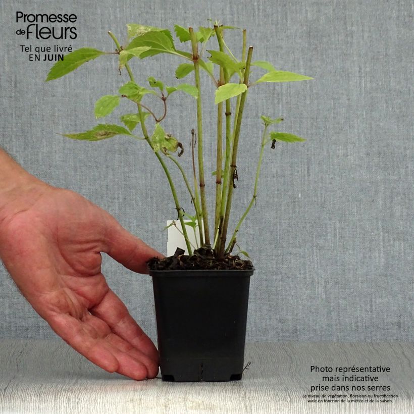 Spécimen de Eupatorium maculatum Atropurpureum -  Eupatoire pourpre Godet de 8/9 cm tel que livré en été