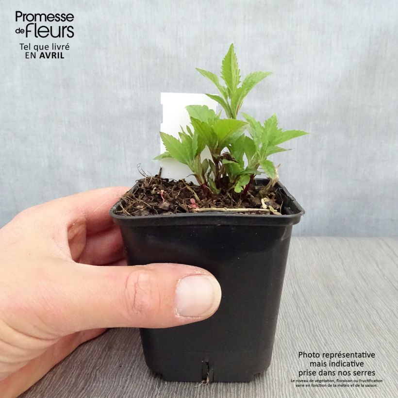 Spécimen de Eupatorium maculatum Atropurpureum -  Eupatoire pourpre Godet de 9cm tel que livré au printemps