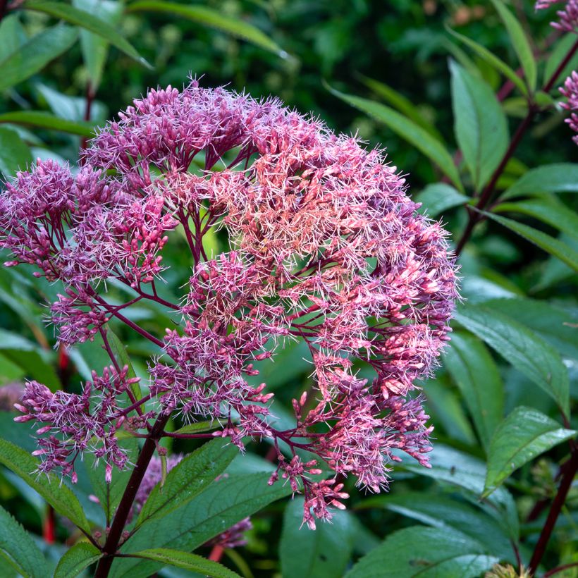 Eupatorium maculatum Atropurpureum -  Eupatoire pourpre (Floraison)