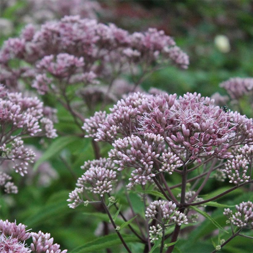 Eupatorium maculatum Phantom - Eupatoire (Floraison)