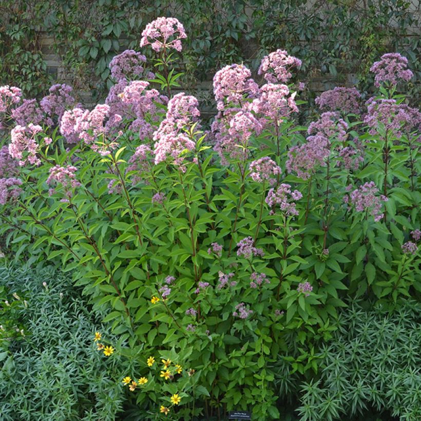 Eupatorium maculatum Phantom - Eupatoire (Port)