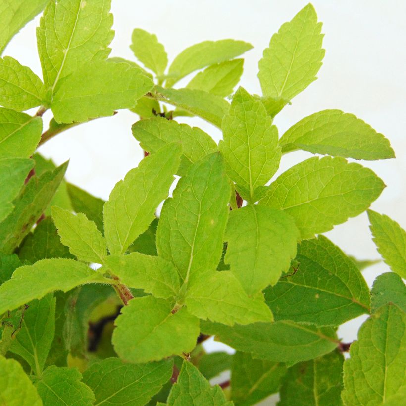 Eupatorium maculatum Phantom - Eupatoire (Feuillage)