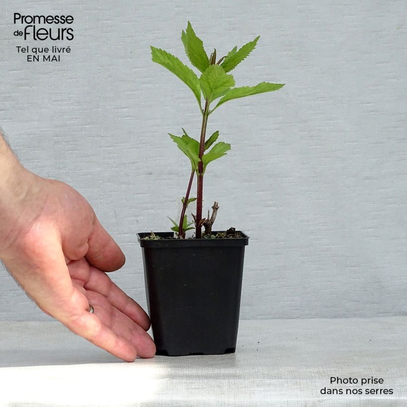 Spécimen de Eupatorium maculatum Phantom - Eupatoire Godet de 9cm tel que livré au printemps