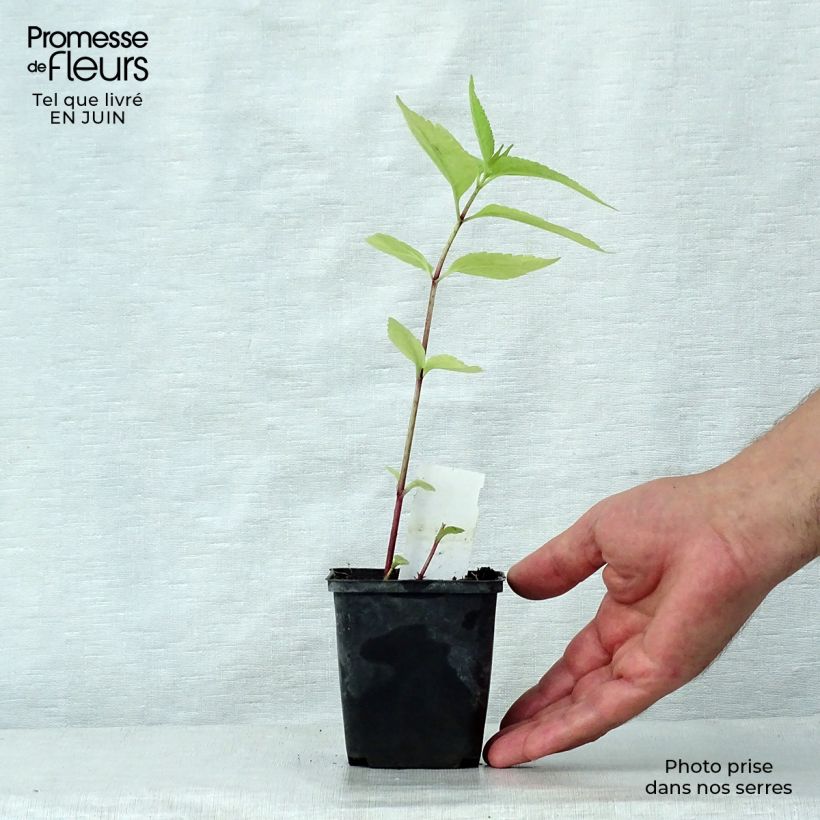 Spécimen de Eupatorium maculatum Purple Bush - Eupatoire Godet de 8/9 cm tel que livré en été