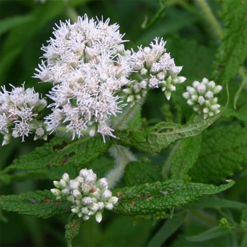 Eupatorium perfoliatum - Eupatoire perfoliée (Floraison)