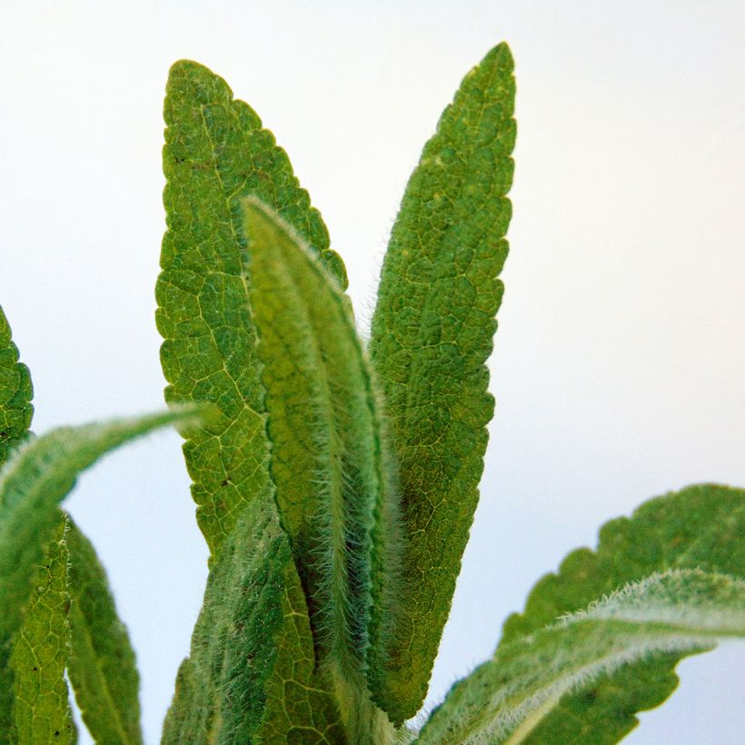 Eupatorium perfoliatum - Eupatoire perfoliée (Feuillage)