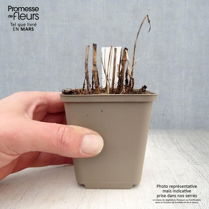 Spécimen de Eupatorium perfoliatum - Eupatoire perfoliée Godet de 9cm tel que livré au printemps