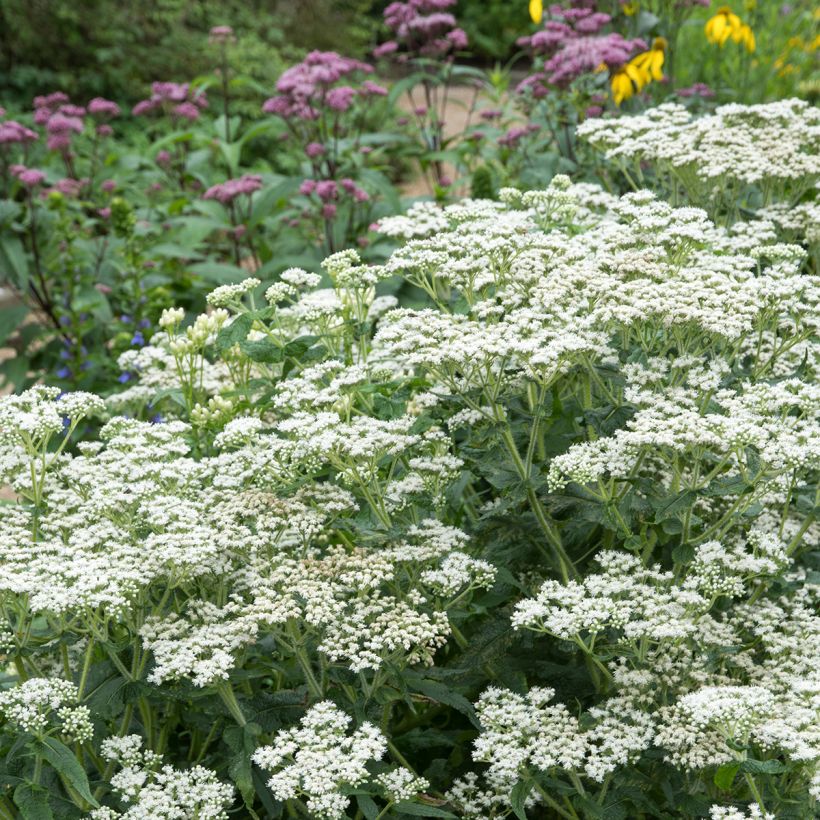 Eupatorium perfoliatum - Eupatoire perfoliée (Port)