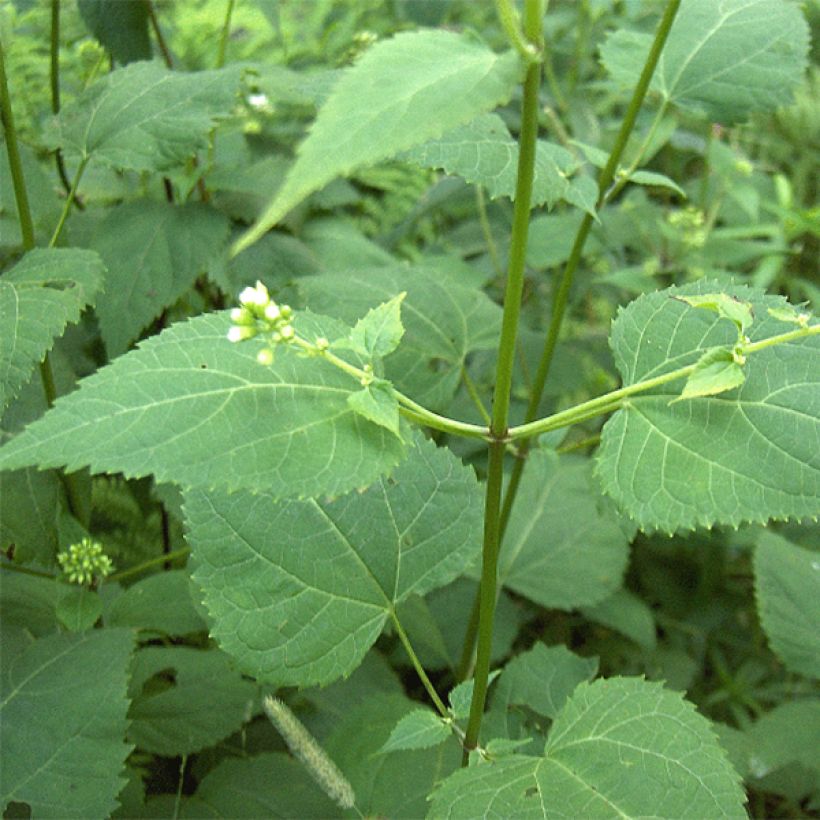 Eupatorium rugosum, Eupatoire (Feuillage)