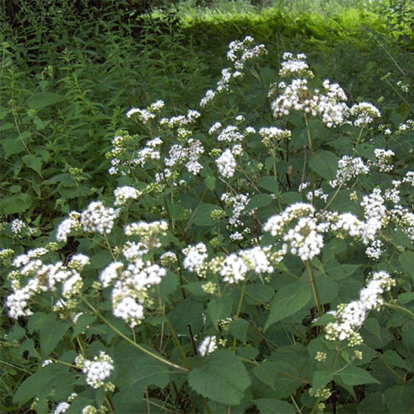 Eupatorium rugosum, Eupatoire (Floraison)