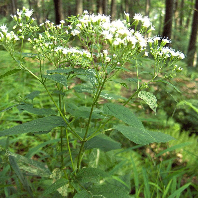 Eupatorium rugosum, Eupatoire (Port)