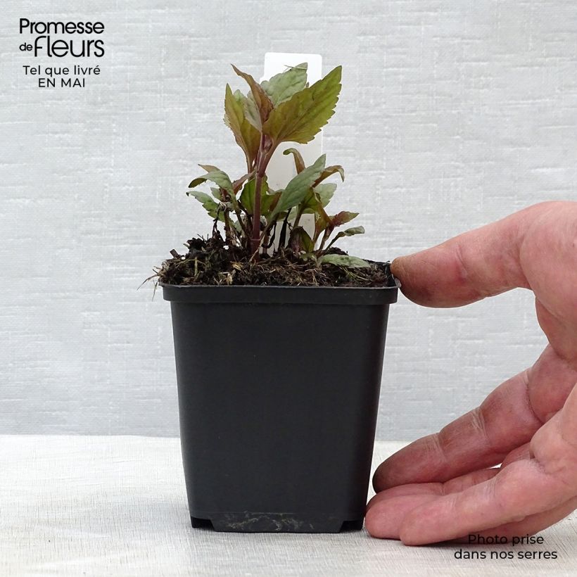 Spécimen de Eupatorium rugosum Chocolate ou Ageratina altissima Godet de 8 cm tel que livré au printemps