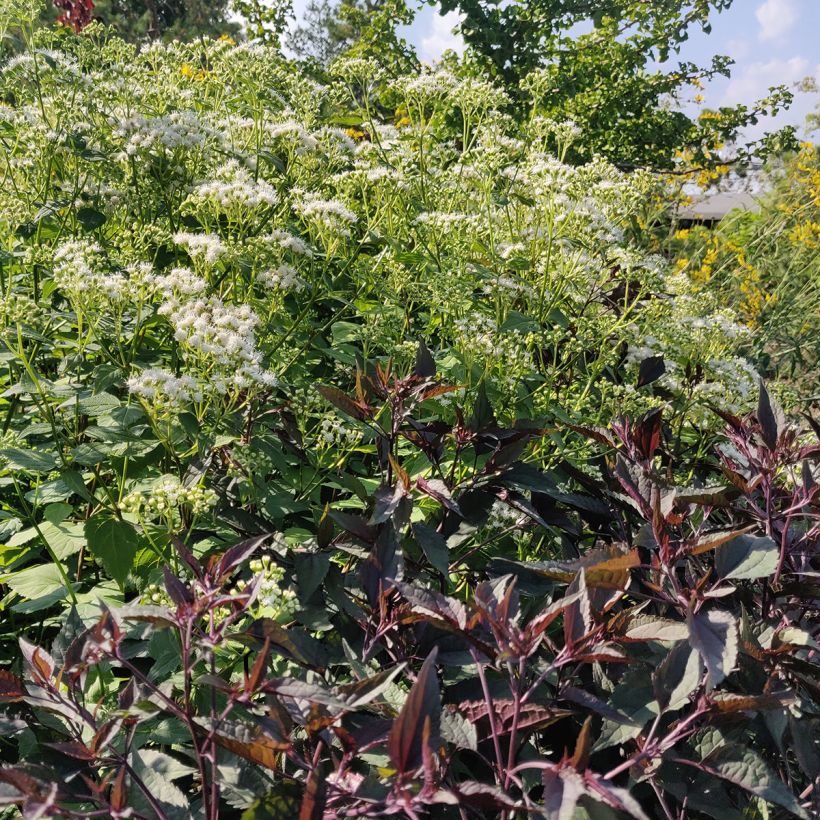 Eupatorium rugosum Chocolate ou Ageratina altissima (Port)