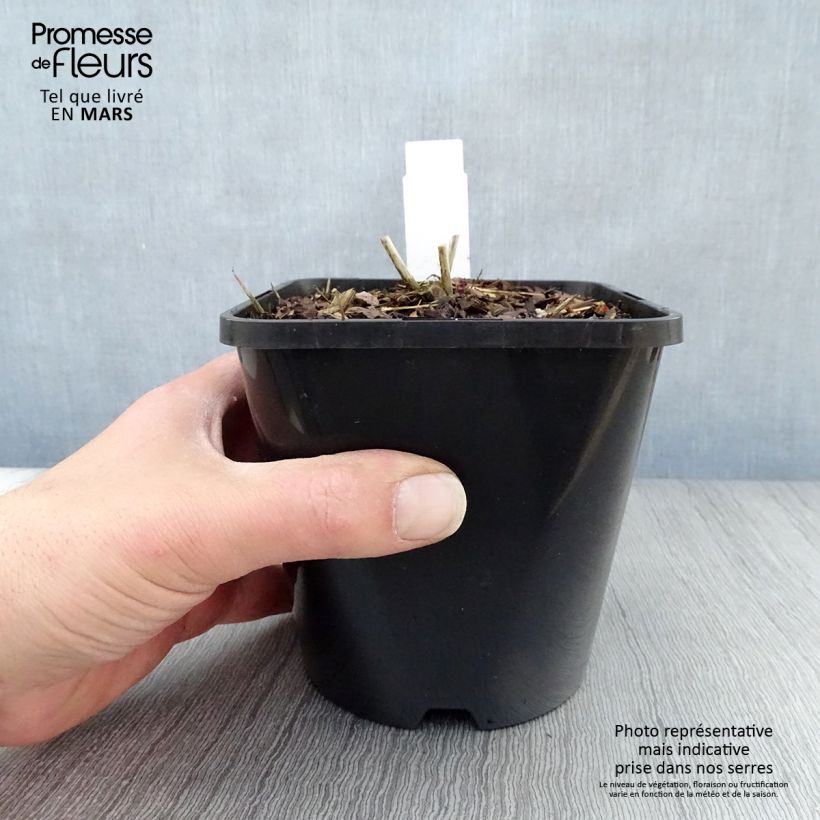 Spécimen de Eupatorium rugosum Chocolate ou Ageratina altissima - pot de 1.5L/2L tel que livré au printemps