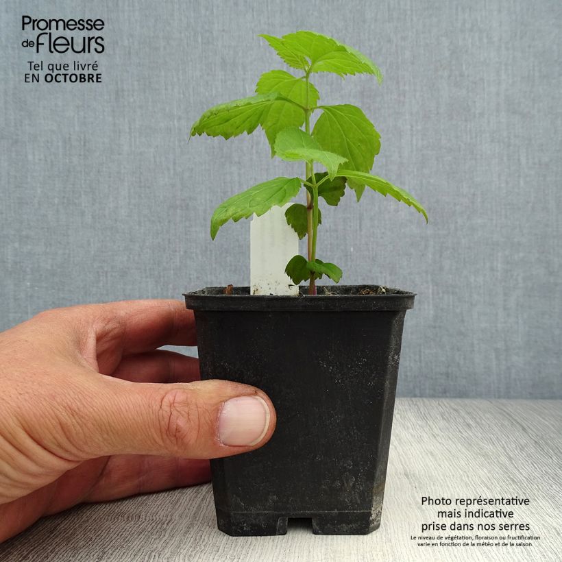 Spécimen de Eupatorium rugosum braunlaub ou Ageratina altissima Godet de 8/9 cm tel que livré en automne