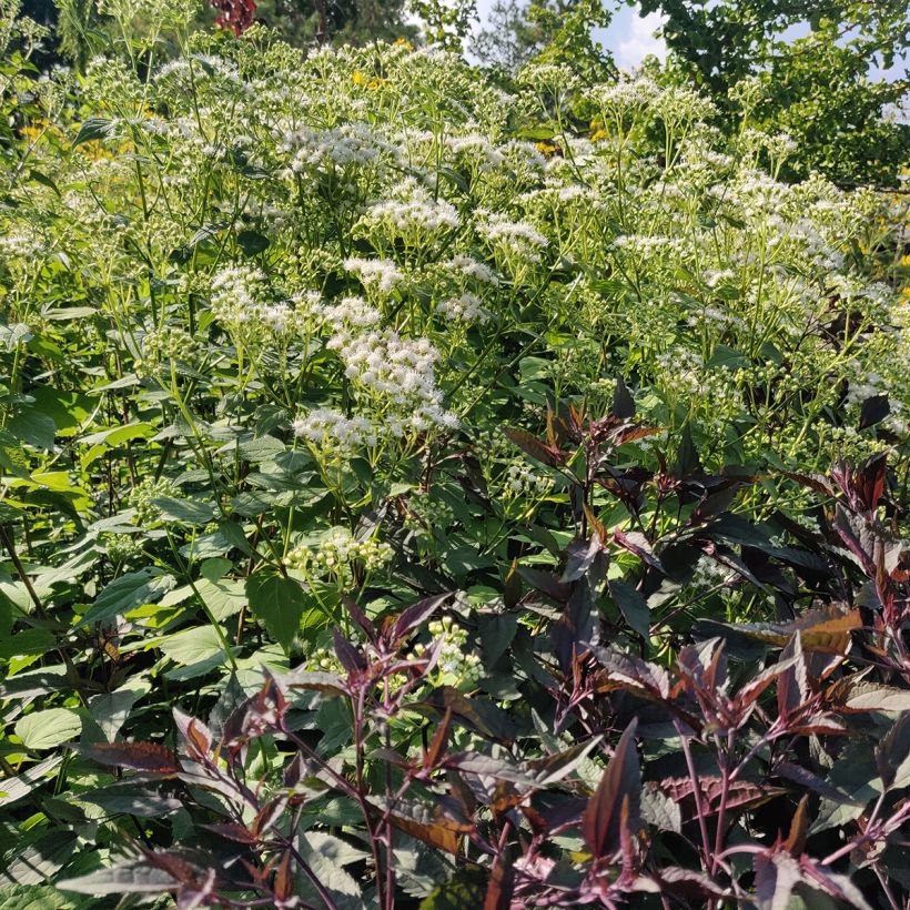 Eupatorium rugosum braunlaub ou Ageratina altissima (Port)