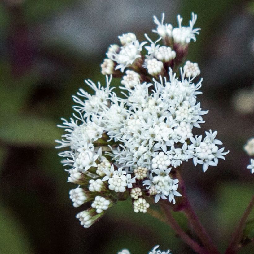 Eupatorium rugosum Chocolate ou Ageratina altissima (Floraison)