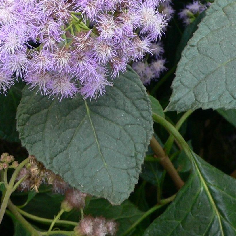 Eupatorium sordidum, Eupatoire (Feuillage)