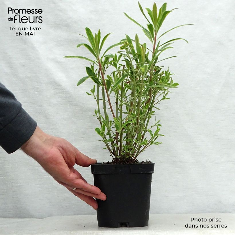 Spécimen de Euphorbe Ascot Rainbow en pot de 1.5L/2L tel que livré au printemps