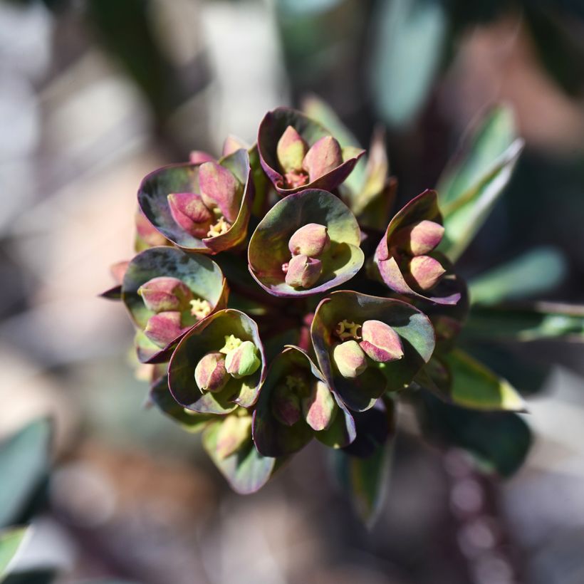 Euphorbe Black Bird (Floraison)