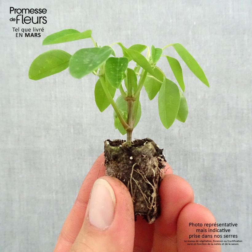 Spécimen de Euphorbe Diamond Frost - Chamaesyce hypericifolia Mini-motte 2,5 cm  tel que livré au printemps