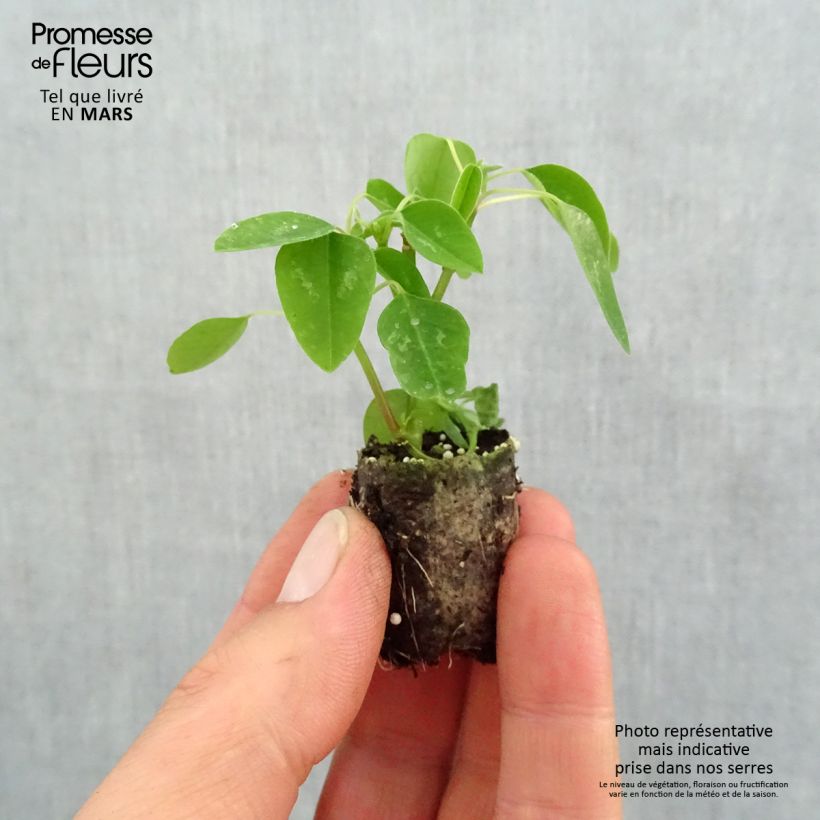 Spécimen de Euphorbe Diamond Snow - Chamaesyce hypericifolia Mini-motte 2,5 cm tel que livré au printemps