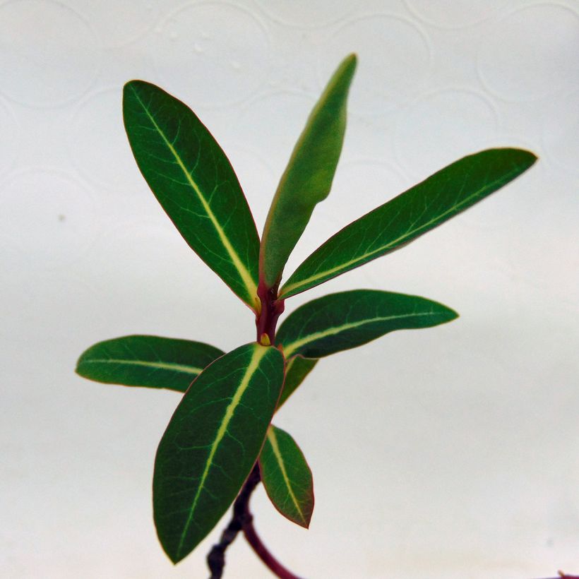 Euphorbe, Euphorbia Cornigera (Feuillage)