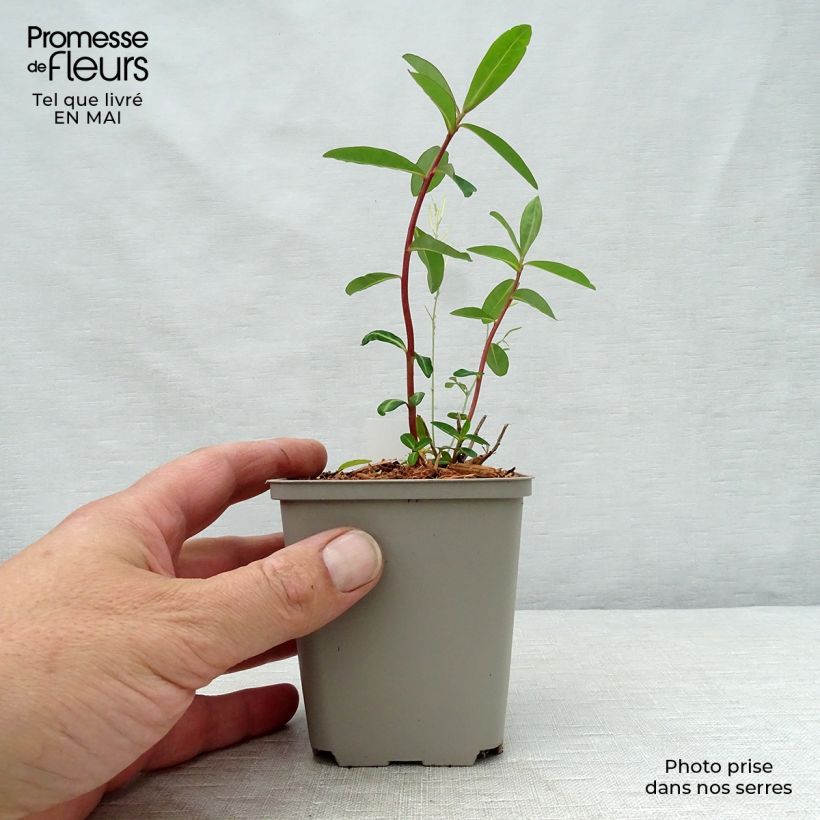 Spécimen de Euphorbe, Euphorbia Cornigera Godet de 9cm tel que livré au printemps