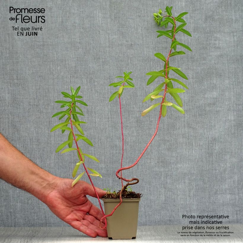Spécimen de Euphorbe, Euphorbia Cornigera Godet de 8/9 cm tel que livré en été