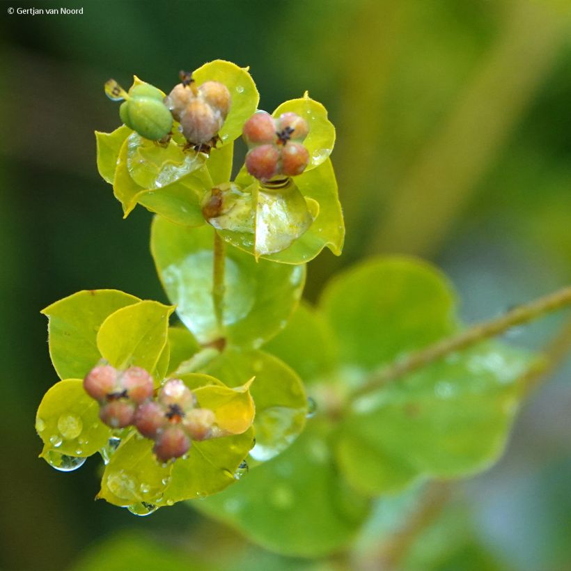 Euphorbe, Euphorbia pseudovirgata (Floraison)