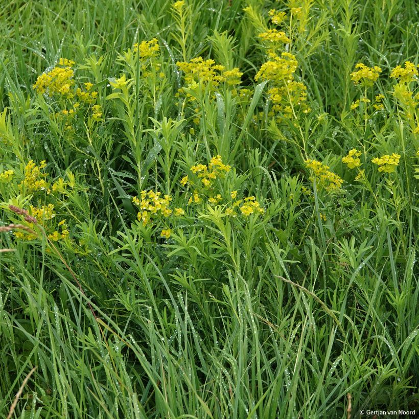 Euphorbe, Euphorbia pseudovirgata (Port)