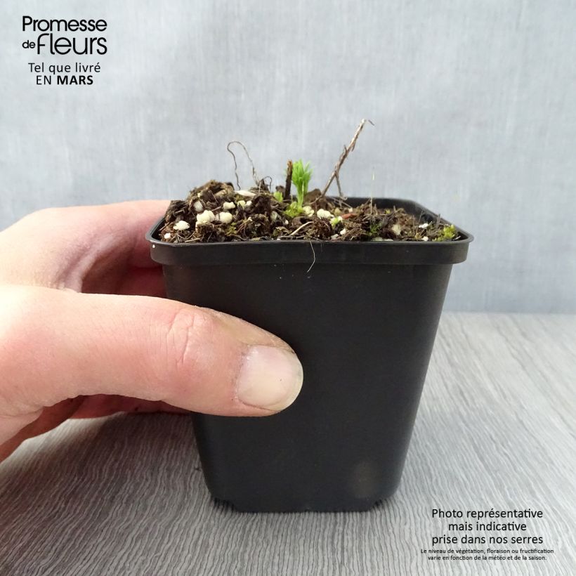 Spécimen de Euphorbe Petit-Cyprès - Euphorbia cyparissias Godet de 9cm tel que livré au printemps