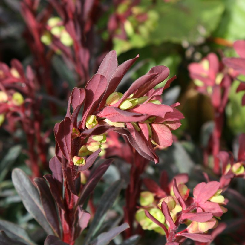Euphorbia amygdaloides purpurea - Euphorbe des bois pourpre (Floraison)