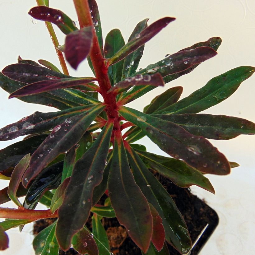 Euphorbia amygdaloides purpurea - Euphorbe des bois pourpre (Feuillage)