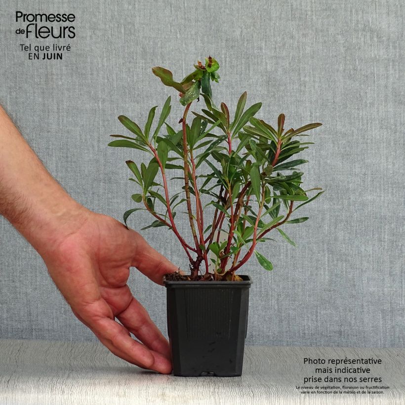 Spécimen de Euphorbia amygdaloides purpurea - Euphorbe des bois pourpre Godet de 8/9 cm tel que livré en été