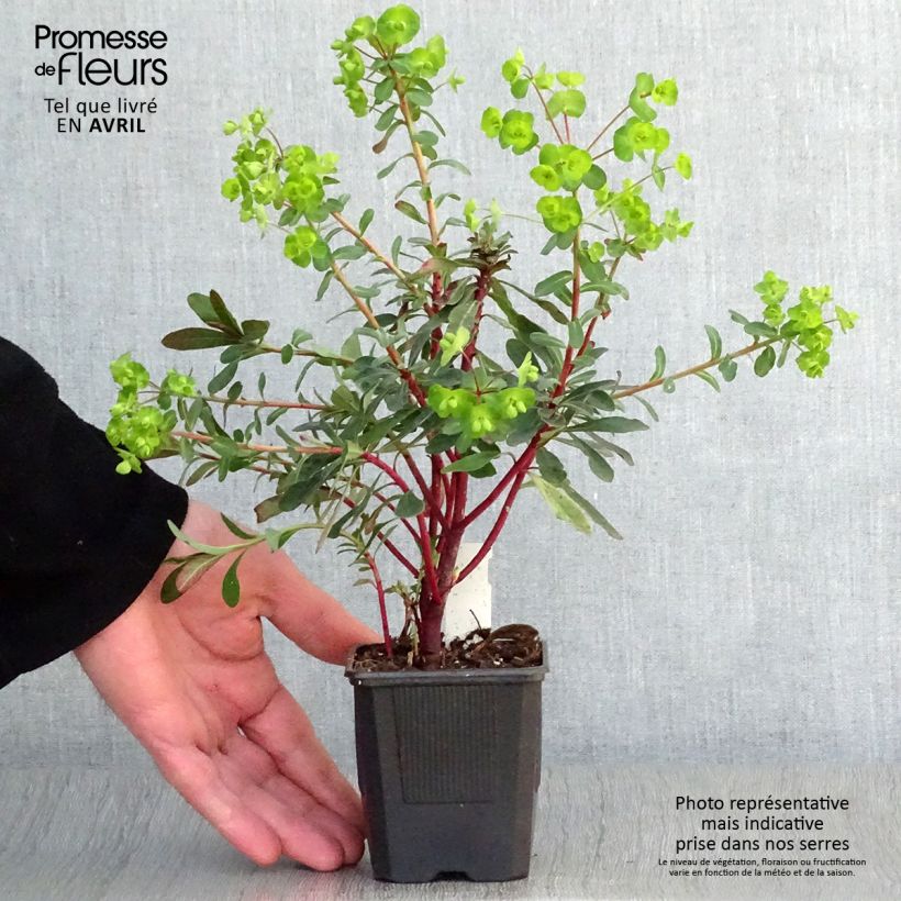 Spécimen de Euphorbia amygdaloides purpurea - Euphorbe des bois pourpre tel que livré au printemps
