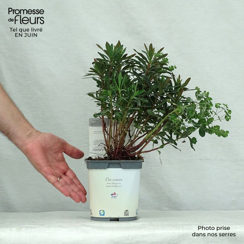 Spécimen de Euphorbia amygdaloides purpurea - Euphorbe des bois pourpre Pot de 2L/3L tel que livré en été