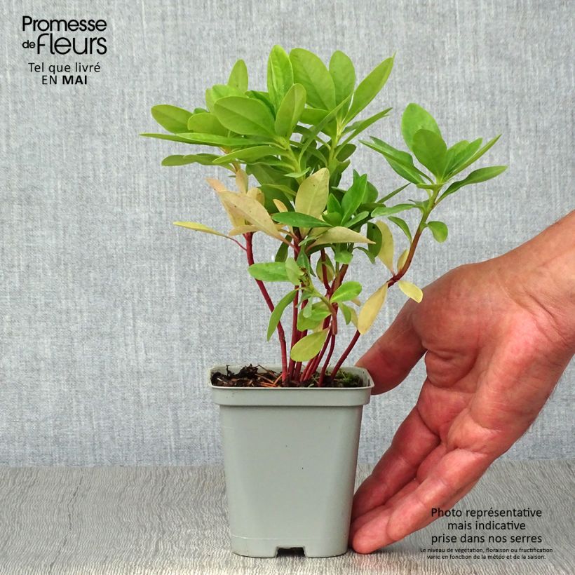 Spécimen de Euphorbe amygdaloïdes var. robbiae en godet de 8 cm tel que livré au printemps