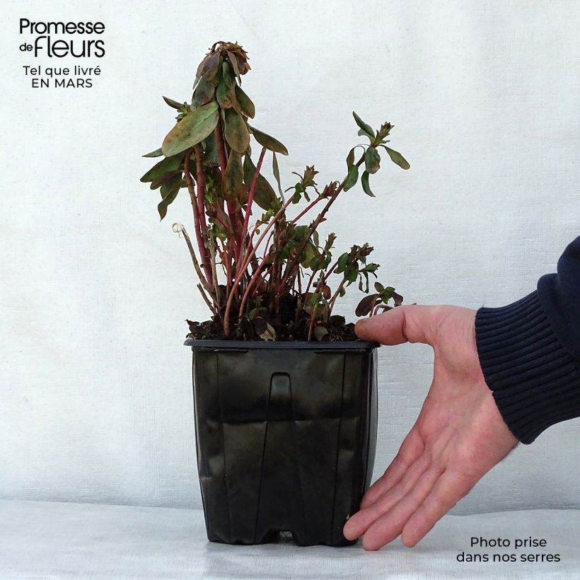 Spécimen de Euphorbe amygdaloïdes var. robbiae en pot de 2/3L tel que livré au printemps