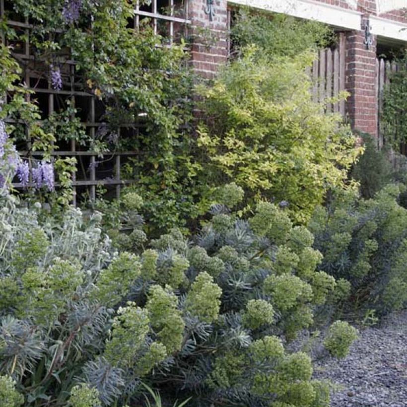 Euphorbia characias ssp. characias - Euphorbe des garrigues (Port)