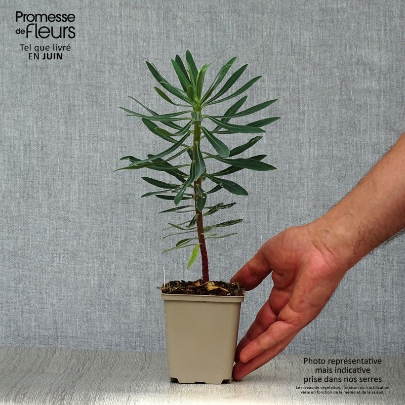 Spécimen de Euphorbe characias Black Pearl Godet de 8/9 cm tel que livré en été