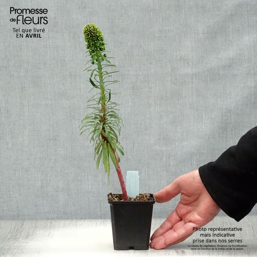 Spécimen de Euphorbe characias Black Pearl Godet de 9cm tel que livré au printemps