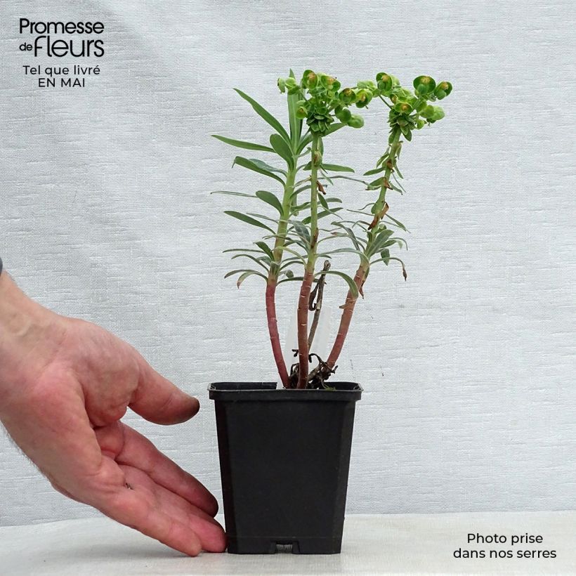 Spécimen de Euphorbe characias Blue Wonder Godet de 9cm tel que livré au printemps