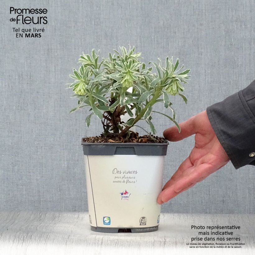 Spécimen de Euphorbe characias Glacier Blue en pot de 1.5/2 litres tel que livré au printemps