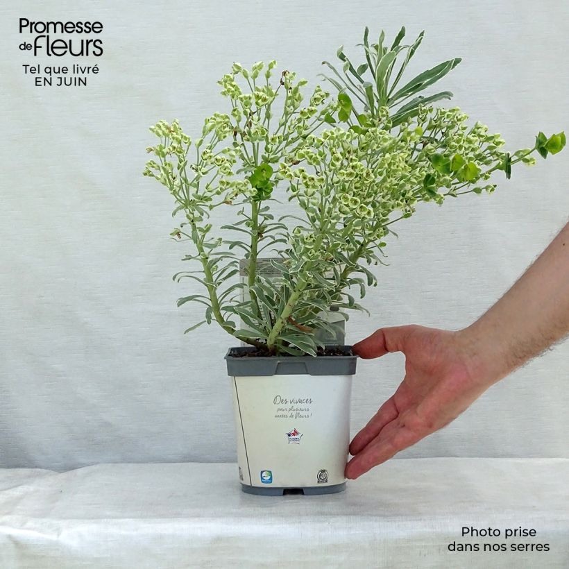 Spécimen de Euphorbe characias Glacier Blue Pot de 1,5L/2L tel que livré en été